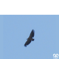 گونه کرکس Eurasian Griffon Vulture